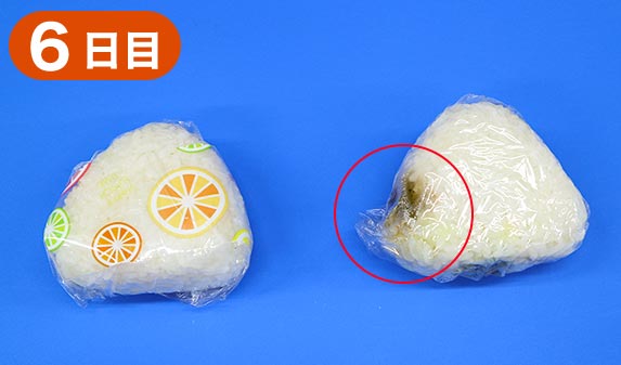 抗菌効果実験6日目