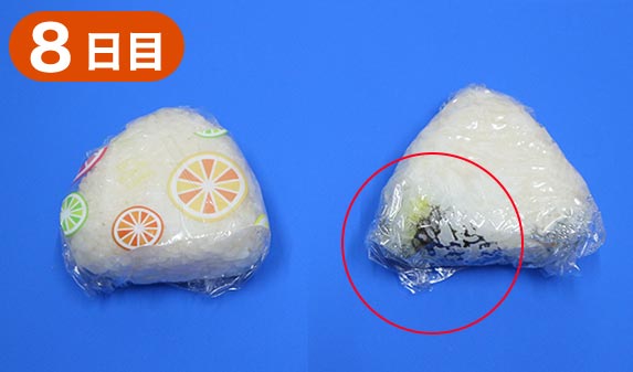 抗菌効果実験8日目